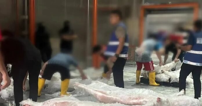 Polis Rampas 22 Bangkai Babi Dalam Serbuan Di Pusat Pengedaran