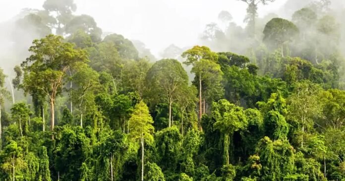 Kerajaan Perak Disaran Untuk Laksanakan Moratorium Penanaman Hutan Kerajaan Perak Disaran Untuk Laksanakan Moratorium Penanaman Hutan
