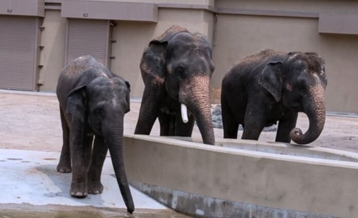 Zoo Taiping Digesa Bawa Pulang Tiga Ekor Gajah Malaysia