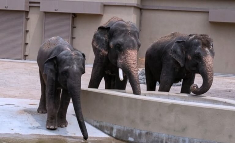 Zoo Taiping Digesa Bawa Pulang Tiga Ekor Gajah Malaysia