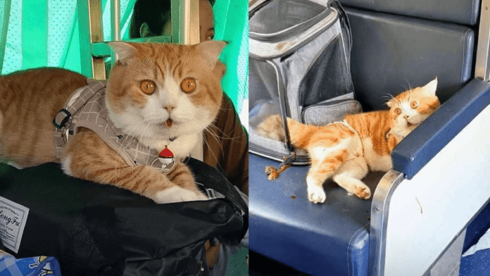 Kucing Oren Jadi Punca Kelewatan Kereta Api di Thailand Kucing Oren Jadi Punca Kelewatan Kereta Api di Thailand