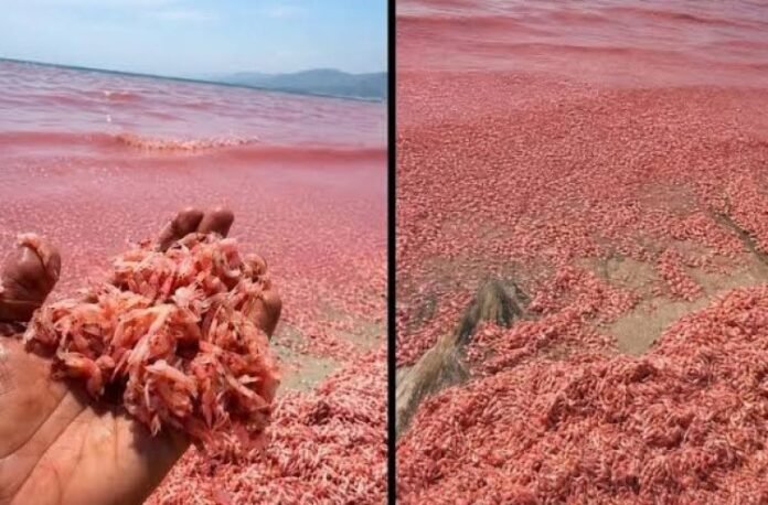 Pantai Oman Bertukar Merah Jambu Akibat Ribuan Udang Terdampar