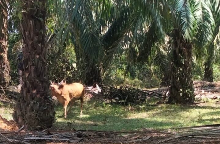 Lima Suspek Tembak Penternak Lembu Diburu Polis