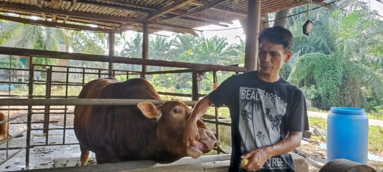 Permintaan Lembu Sado Merosot Menjelang Aidiladha