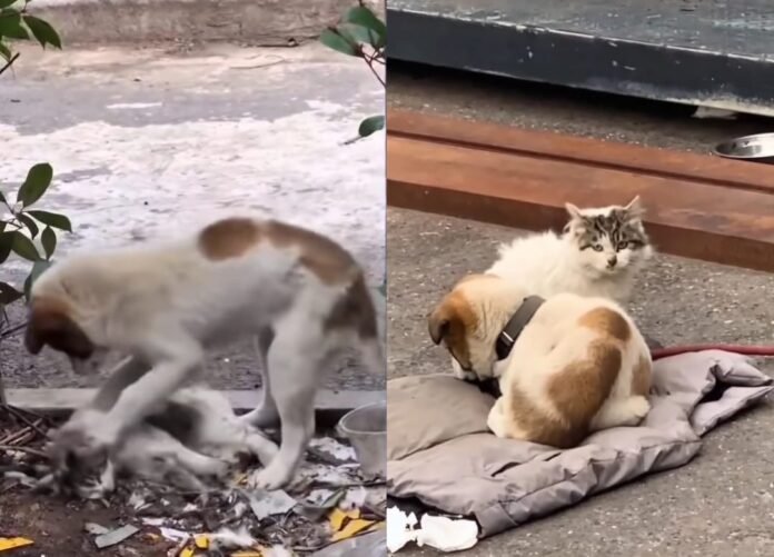 Reaksi Sebak Anjing Ketika Meratapi Kematian Kucing Temannya