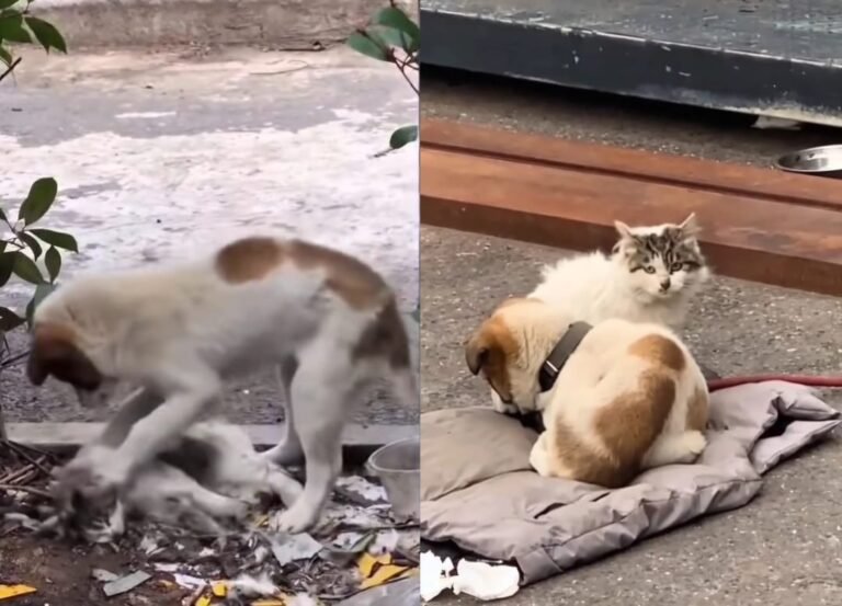 Reaksi Sebak Anjing Ketika Meratapi Kematian Kucing Temannya