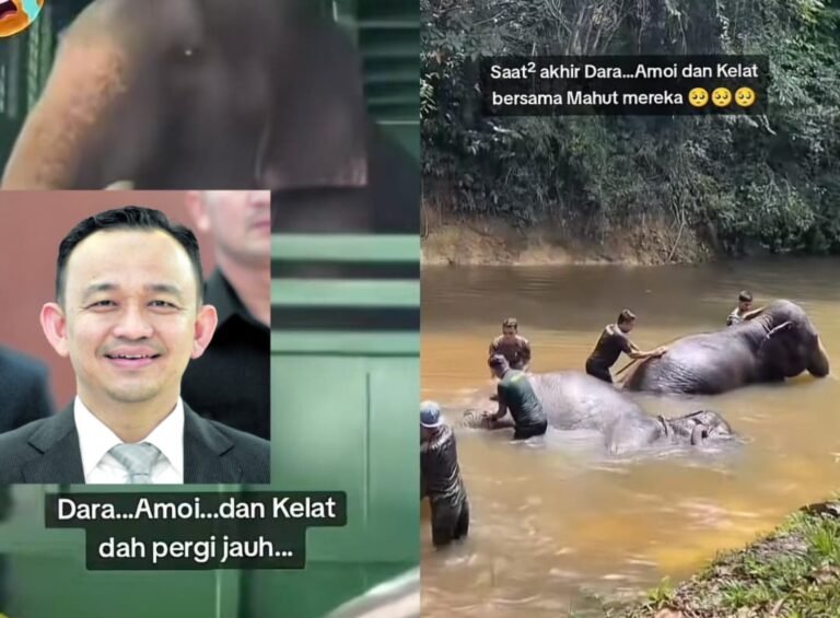 Isu Gajah Dara, Amoi dan Kelat Dihantar Kepada Perdana Menteri