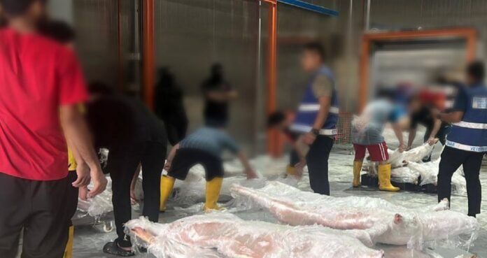 Tujuh Individu Ditahan Dalam Operasi Menyimpan Karkas Daging Babi Tidak Sah