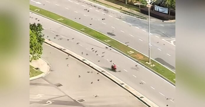 Lelaki Raih Perhatian Dengan Rutin Memberi Makan Haiwan Jalanan