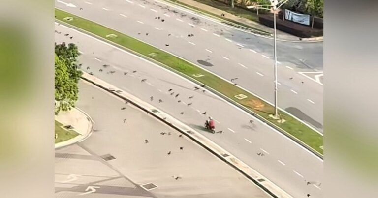 Lelaki Raih Perhatian Dengan Rutin Memberi Makan Haiwan Jalanan