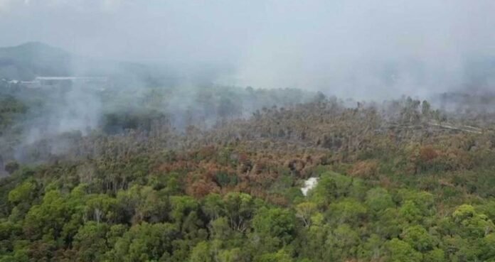 JAS Mulakan Siasatan Kebakaran Hutan Paya Gambut di Dungun JAS Mulakan Siasatan Kebakaran Hutan Paya Gambut di Dungun