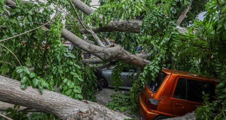 MPS Lakukan Pemeriksaan Kesihatan Pokok Di Kawasan Awam