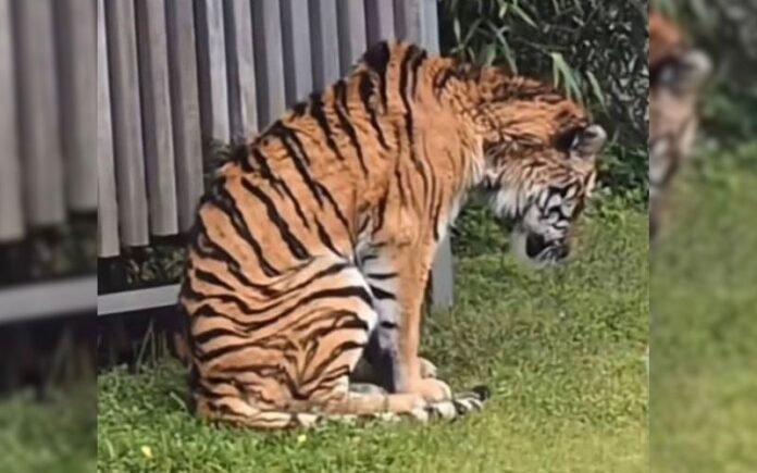 Perhilitan Sahkan Haiwan Kurus di Zoo Jepun Bukan Harimau Malaya