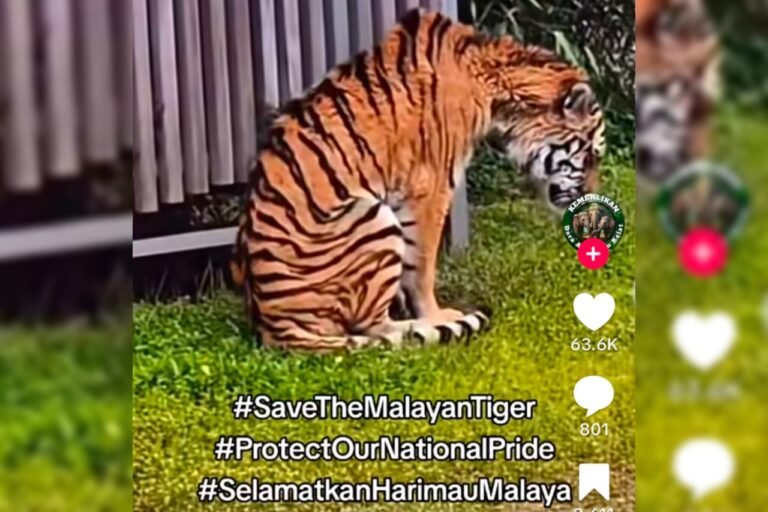 Harimau di Zoo Tennoji Bukan Spesies Harimau Malaya